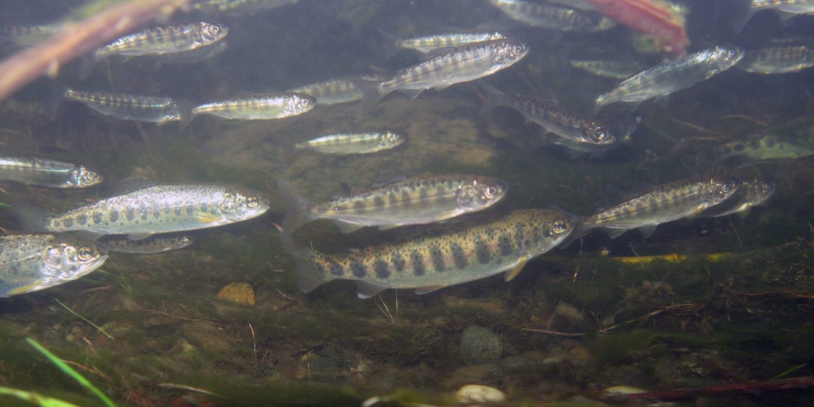 Our food source is our livelihood: a First Nation's plea for ...