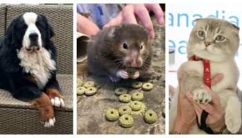 Cutest Pets on the Hill 'Team Canada' mashup